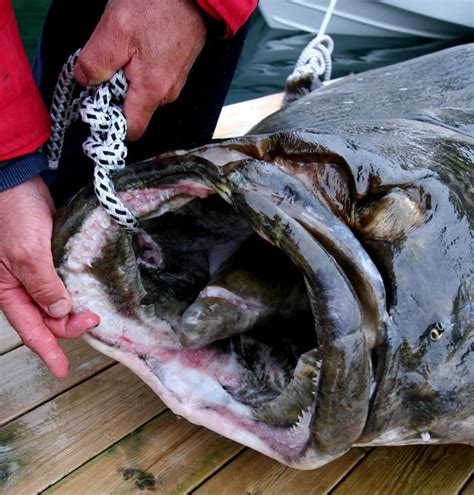 大型魚類|世界一大きい魚・世界一でかい魚｜世界最大級10種の魚たち